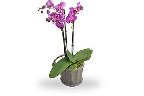 Phalaenopsis rose