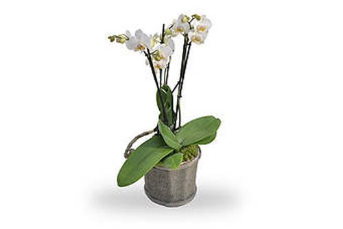 orchidee blanche avec pot