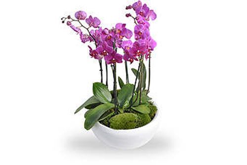 arrangement orchidées roses