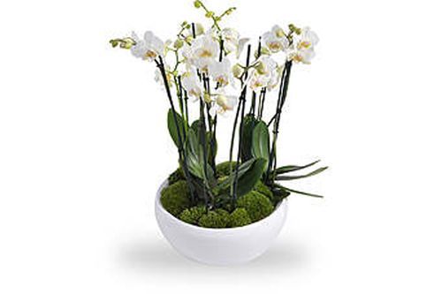 arrangement orchidées blanches