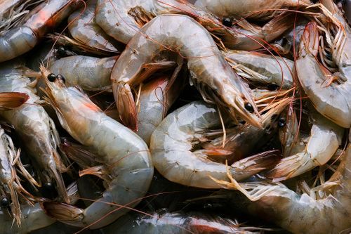Crevettes Crues