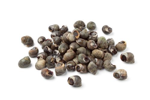 Bigorneau Cuits ± 100Gr