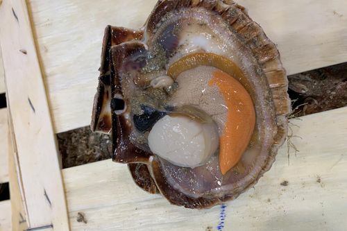 Coquilles Saint-Jacques ± 100gr