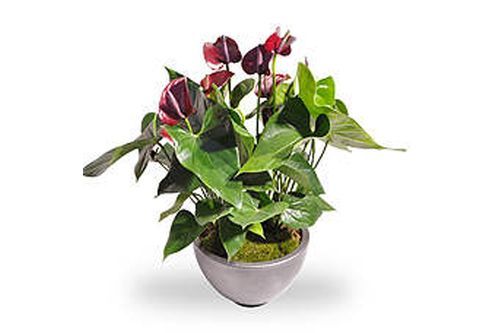 Anthurium rouge en pot